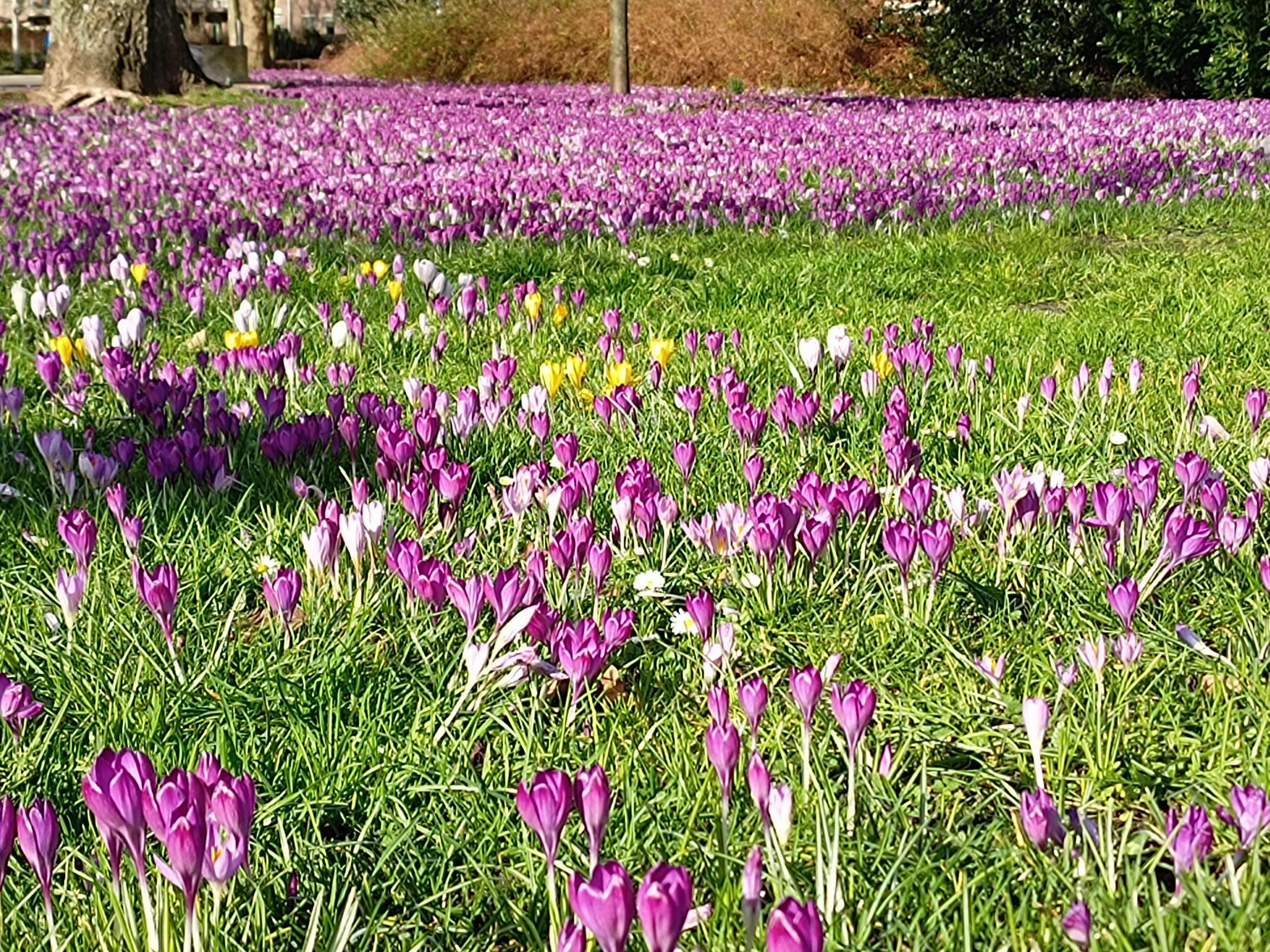 A field of mostly purple crocuses, with some white and yellow; taken February 2023.